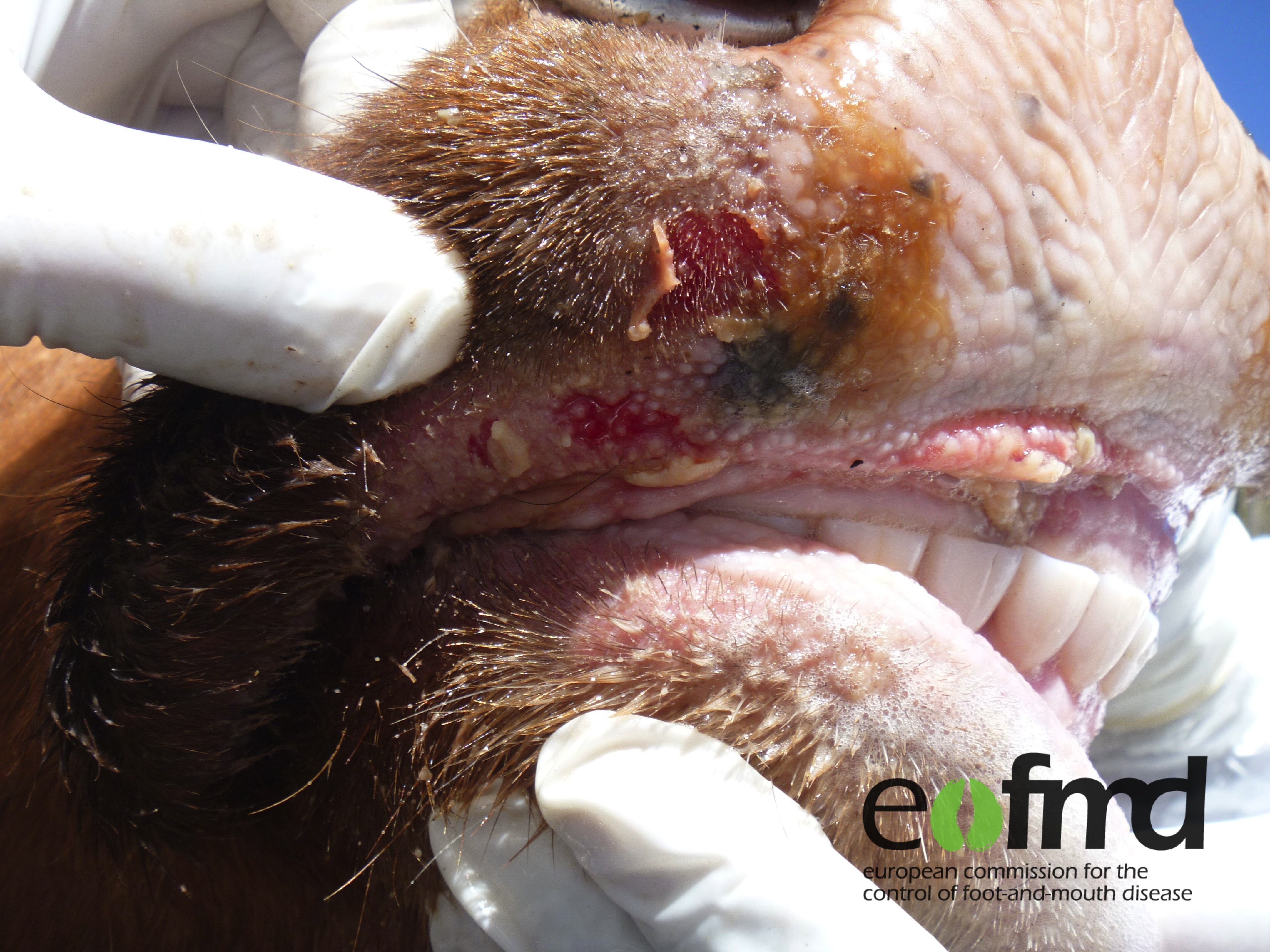 Tegn på munn- og klauvsjuke hos storfe. Foto: EuFMD